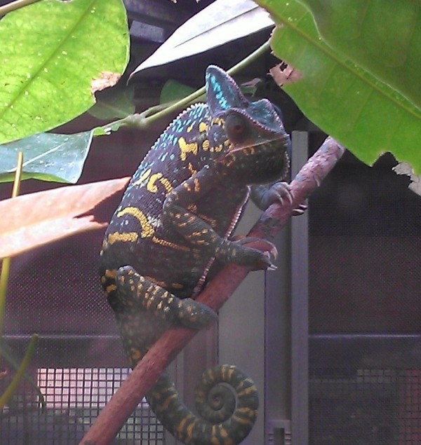 懷孕的雌性變色龍，皮膚顏色偏黑並出現黃色斑紋。（北市動物園提供）