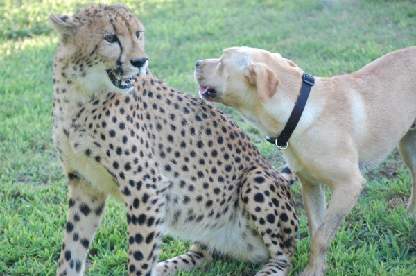 美國維吉尼亞州的里奇蒙都會動物園（Metro Richmond Zoo），有一對超乎種族的好友，就是小小的獵豹「庫巴利」（Kumbali，左）與拉布拉多「卡果」（Kago，右）。（圖擷自「Metro Richmond Zoo」臉書專頁）
