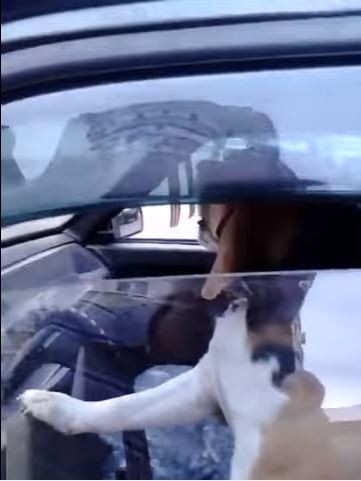 俄羅斯布良斯克州，有一隻米格魯被主人留在車上，不久機智的狗狗讓車子發出巨大的喇叭聲，成功將主人喚回。
（圖片擷取自YouTube）