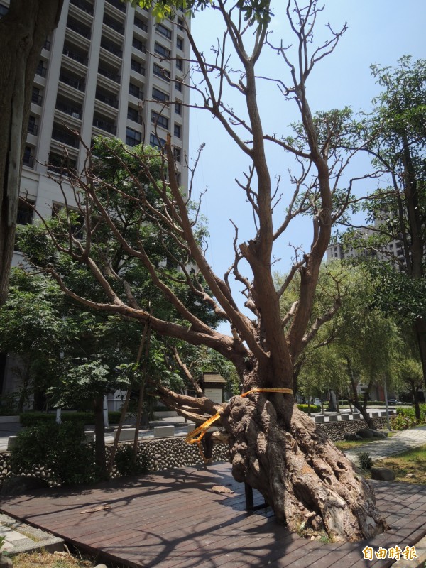 新竹县竹北市列为高铁特定区文化保存景观的百年刺桐，因感染木材腐朽菌已奄奄一息，县府表示将请专家尽快鉴定能否抢救。（记者廖雪茹摄）