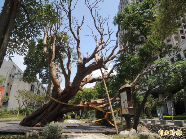 新竹县竹北市列为高铁特定区文化保存景观的百年刺桐，因感染木材腐朽菌已奄奄一息，县府表示将请专家尽快鉴定能否抢救。（记者廖雪茹摄）