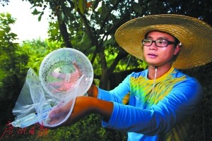 中國中山大學教授奚志勇研發出「以蚊治蚊」的方法，有效降低野外蚊子的種群密度，進而控制登革熱的傳播。（圖截自廣州日報）