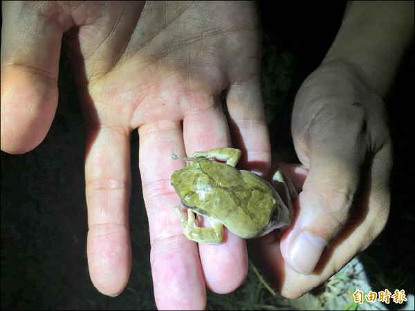 外來入侵種斑腿樹蛙已危害到原生物種。（記者黃淑莉攝）