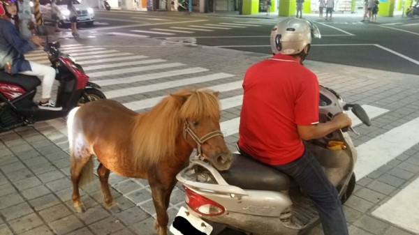 紅衣阿伯在板橋邊騎車邊遛馬。（圖擷取自PTT）