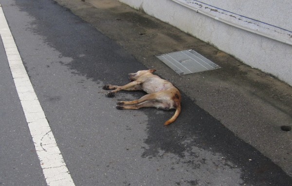 黃狗倒在路邊。（記者楊金城翻攝）