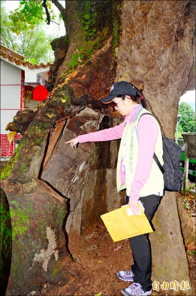 茄苳公主幹嚴重腐朽，中空處大到連人都可以躲進去，有傾倒之虞。（記者吳俊鋒攝）