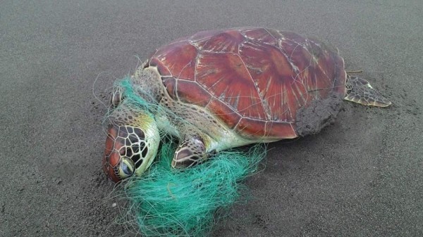 海龜被漁網纏繞前肢及頭部，疑似因此而死。（圖擷取自爆料公社）