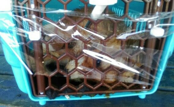 桃園國際機場發生動物在停機坪上被高溫活烤兩小時，無辜死在貨櫃內的慘劇。（記者姚介修翻攝）