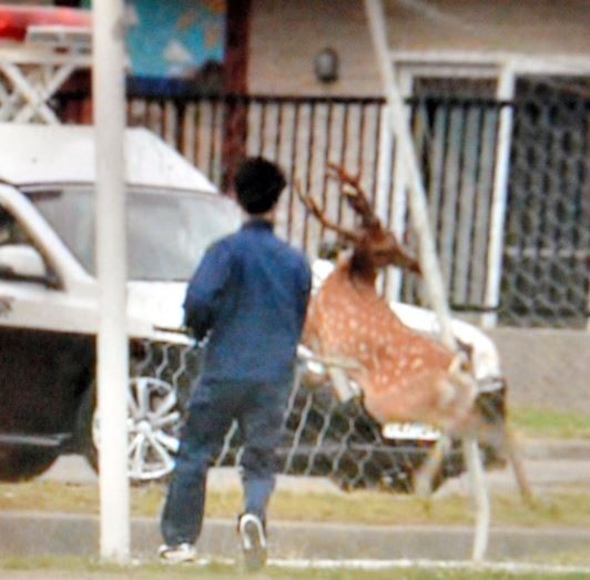 北海道函館警方於4日早晨接獲民眾報案，得知路上有一頭鹿在逛大街，警方立刻出動人力追捕。（圖截自朝日新聞）