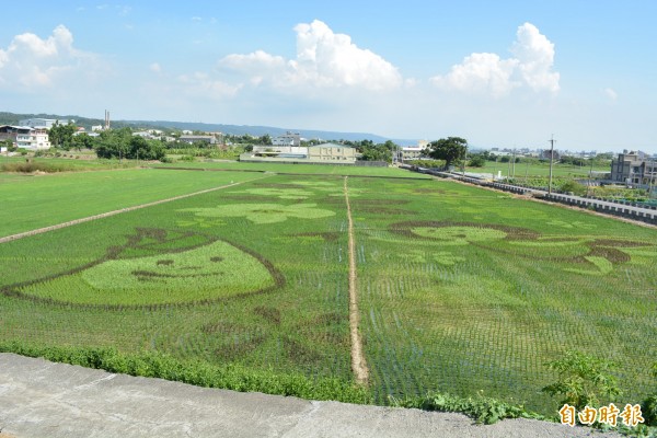 花壇鄉三春老樹的彩繪稻田，已具體呈現出竹筍、螢火蟲、茉莉花等圖案，吸引遊客前來拍照。（記者湯世名攝）