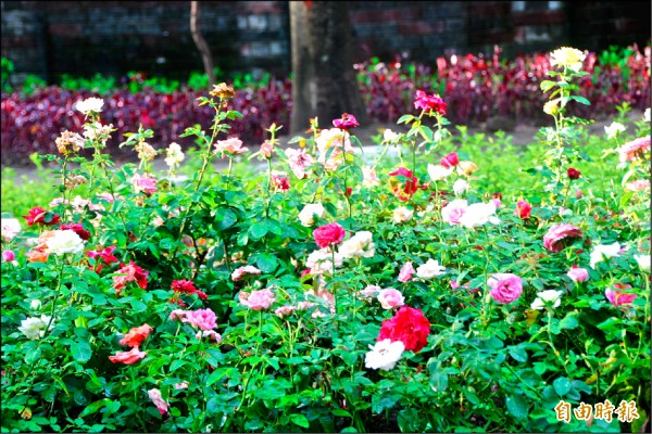 景觀處先於公園花圃種植玫瑰花，讓公園可以「園如其名」。
（記者鍾泓良攝）