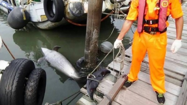 海巡署人員在崙尾灣河道口把死亡的瓶鼻海豚打撈上岸。（記者劉曉欣翻攝）