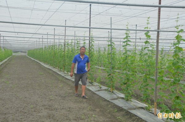 陳勝利種植的苦瓜採取堅固的網室設備不怕颱風。（記者葉永騫攝）