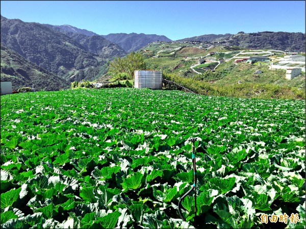 台十四甲線合歡山路段將進行總量管制，梨山高麗菜要下山將面臨嚴峻考驗。（記者李忠憲攝）