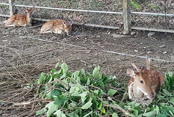 關山鎮公獲贈3隻梅花鹿，圈養在關山親水公園生態區，超萌。（記者陳賢義翻攝）