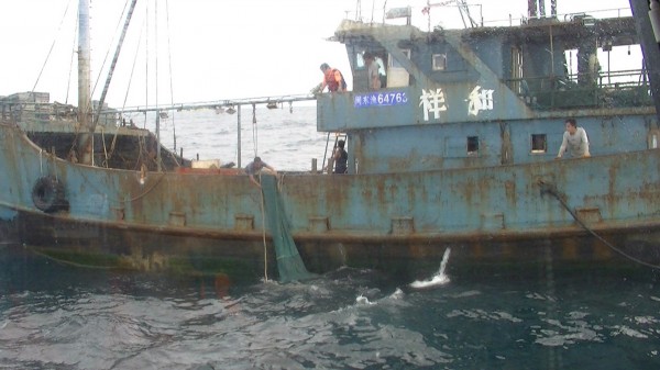 中國閩東漁漁船非法使用滾輪式拖網作業，澎湖海巡隊依法帶回偵辦。（澎湖海巡隊提供）