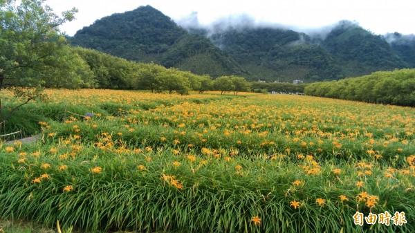 魚池鄉頭社村金針花海已經盛開，目前花開六成，到九月中都是盛開期。（記者劉濱銓攝）