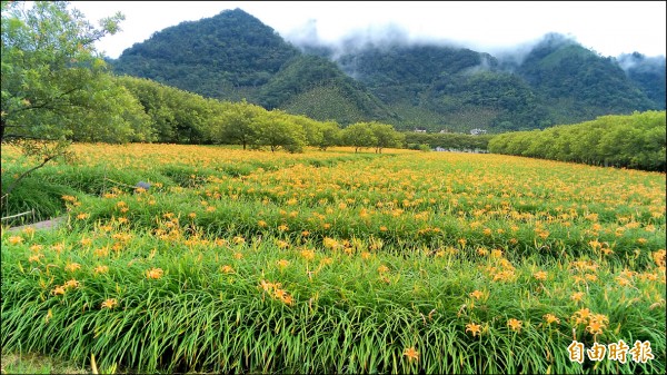 魚池鄉頭社村金針花海已經盛開，目前花開6成，到9月中為盛開期。（記者劉濱銓攝）