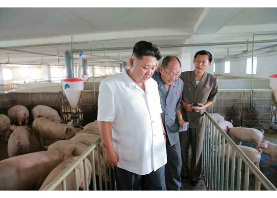 北韓最高領導人金正恩今日視察大同江養豬廠，有時站在豬群中間若有所思。（圖擷自《勞動新聞》）