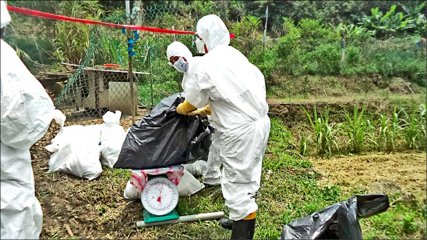 尖石鄉山區有家禽養殖場通報禽流感確診，新竹縣家畜疾病防治所21日撲殺案場內的395隻家禽，並協助清潔消毒。（新竹縣政府提供）