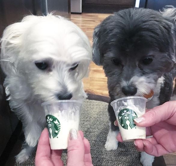 美國星巴克有一種「狗狗星冰樂」飲料，是專門給狗狗喝的星冰樂。（圖擷取自instagram）