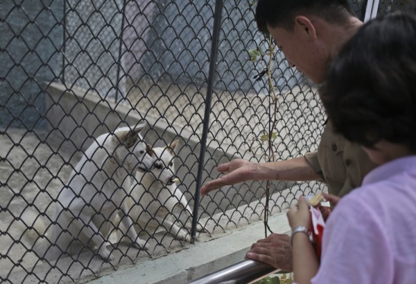 北韓平壤動物園近期完成翻修工作，「狗展館」吸引許多民眾前來參觀。（美聯社）