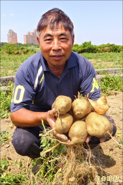 66歲農友鄭重修笑稱今年地瓜「大豐收啦」。（記者李雅雯攝）