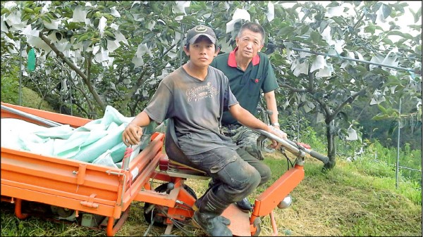 東勢區農友劉恩麟（右）及兒子劉晉宸（左）種植甜柿，並建立「好柿道」品牌。（劉恩麟提供）