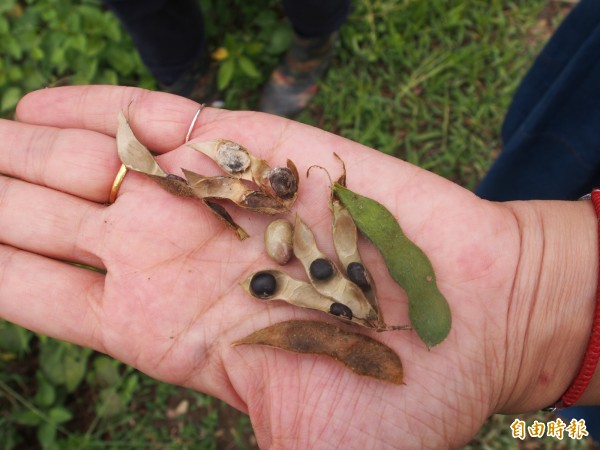 8月初連續降雨，讓電光的有機黑豆過熟、腐爛或未熟，僅有少數可收成。（記者王秀亭攝）