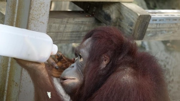 人猿試圖取出寶特瓶中的食物。（北市動物園提供）