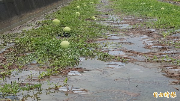 台南連下6天大雨，除了一般道路積水，也傳出農損，將軍區西瓜田積水，西瓜慘了。（記者楊金城攝）