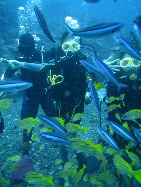 美麗魚群悠游自在。（藍海屋提供）