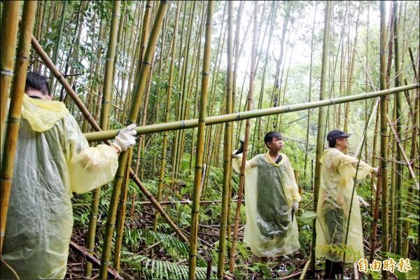 部落沒有足夠的人力興建青年集會所，目前是由家扶中心社工、熱心志工及少數的部落民眾上山砍桂竹。（記者鍾泓良攝）