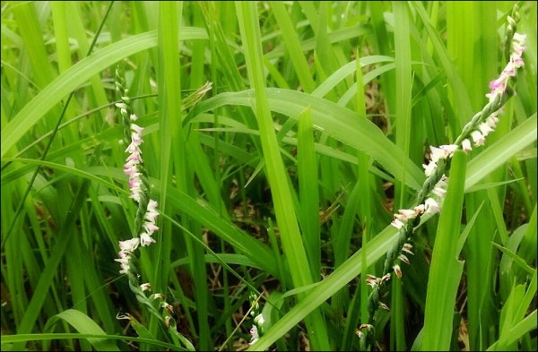 新竹縣竹東鎮河濱公園發現國際特稀有植物「綬草」。（新竹縣政府環保局提供）