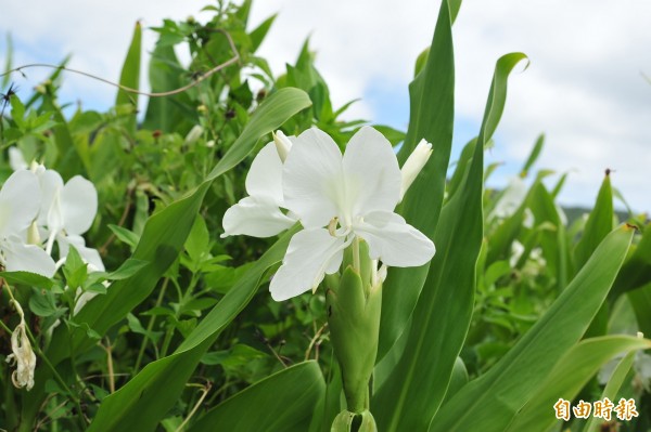 牡丹鄉近年野薑花季聞名全台。（記者蔡宗憲攝）