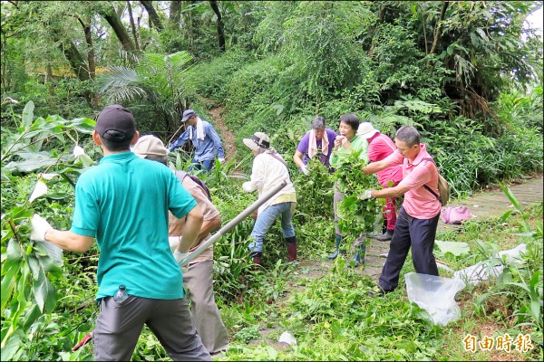 土城區志工齊動員，清除山區步道入侵外來種植物。（記者翁聿煌攝）