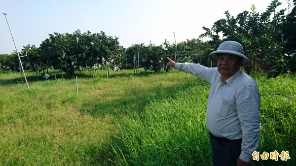 李勇進種植白柚園，眼見颱風來襲，憂心不已。（記者楊金城攝）