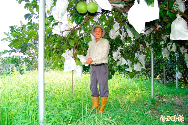 麻豆柚農為白柚以鋁管和木條支撐枝幹，避免強風造成落果。（記者楊金城攝）