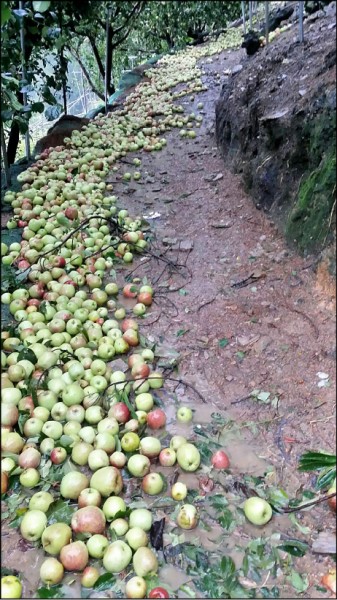 福壽山的蜜蘋果果園蜜蘋果掉滿一地。（民眾提供）