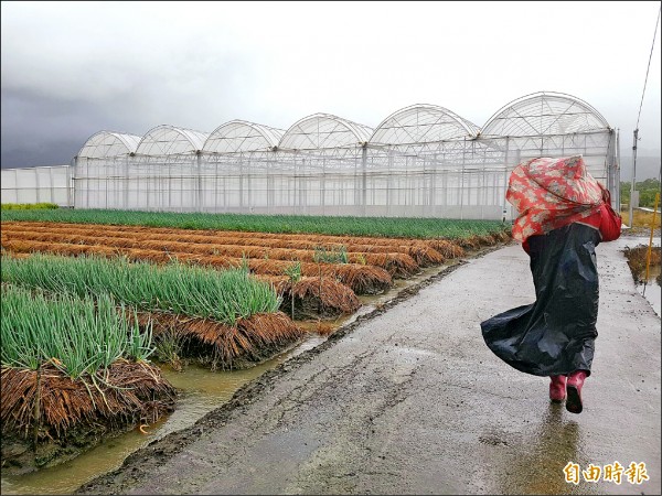 三星蔥農冒風雨巡田。（記者簡惠茹攝）