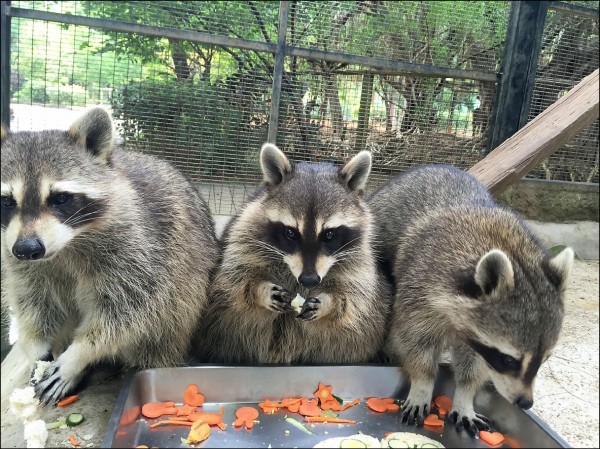 新竹動物園為動物們中秋加菜，浣熊大快朵頤。（記者王駿杰翻攝）