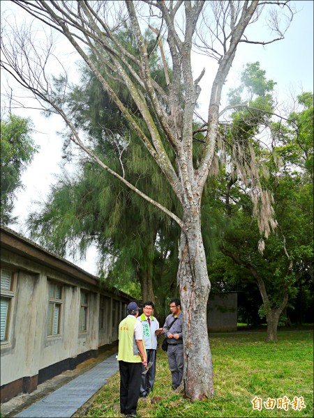 牛罵頭遺址文化園區老樹感染褐根病，專家前往會勘。（記者張軒哲攝）