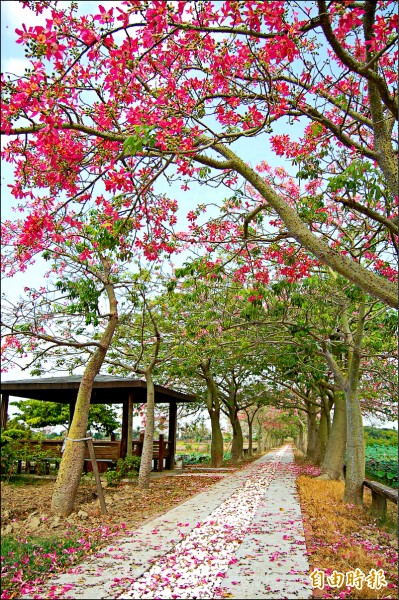 鹽水田寮里台灣詩路園區的美人樹開始開花了，帶來秋天的美麗訊息，10月初時的花況最美。（記者楊金城攝）
