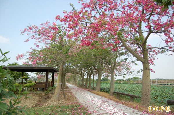 中央氣象局指出，今天（19日）逐漸轉為東北風的環境，迎風面的北部、東半部地區有短暫陣雨。（資料照，記者楊金城攝）