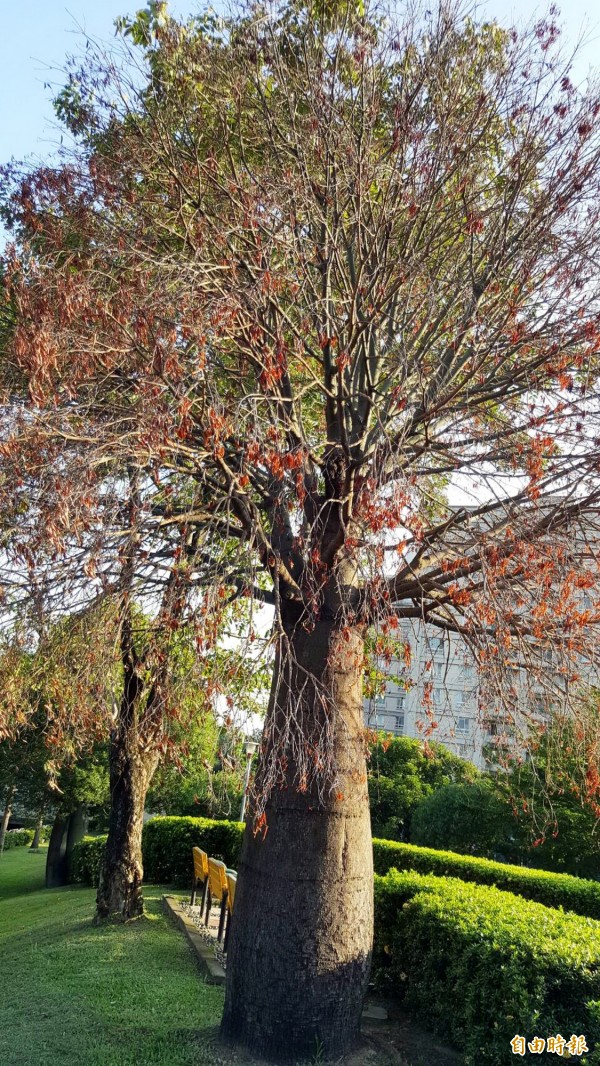 中市公園樹木生病有請專家會診 生活 自由時報電子報