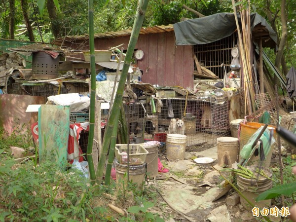 非法狗狗繁殖場，現場飼養環境惡劣。（記者李雅雯攝）