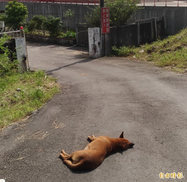 狗兒在港區外並不會遭驅離，一旦進入安檢所，部分單位可能通知捕狗大隊把牠抓走。（記者吳政峰攝）　