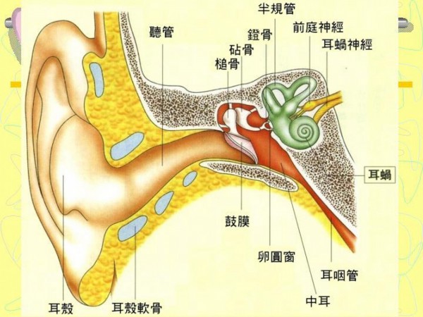 超扯 傳統體溫計當耳溫槍男耳膜破裂聽力恐受損 即時新聞 自由健康網