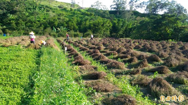 最近到新竹縣關西鎮石光、坪林地區，可以看到仙草農採收的場景。（記者黃美珠攝）