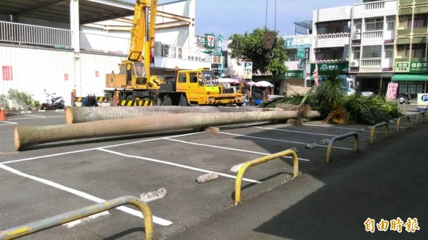 集集鎮集集驛站前的地標2棵大王椰子樹，因根系不佳、落葉不時壓毀下方車輛，管理單位為了安全起見請來吊車砍除。（記者劉濱銓攝）